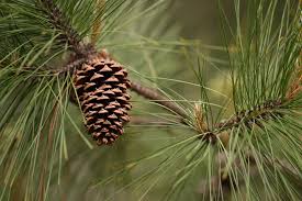Pine Cones